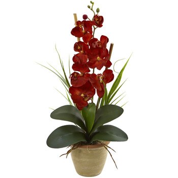Seasonal Phalaenopsis Orchid Arrangement - SKU #1513-AT