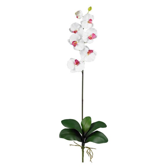 31.5 Phalaenopsis Stem - SKU #2044-MB - 3