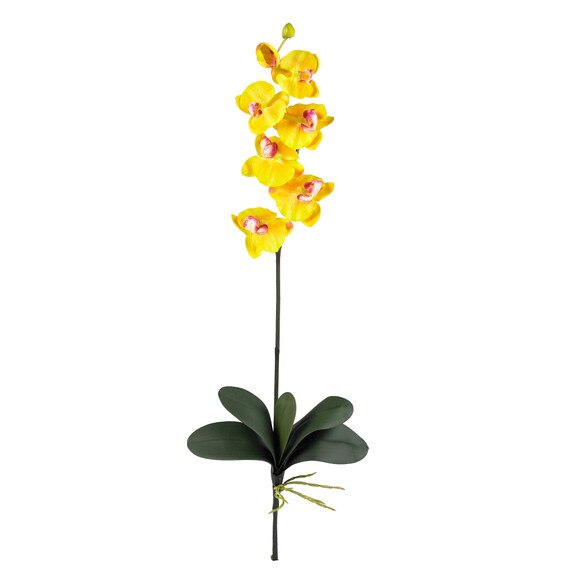 31.5 Phalaenopsis Stem - SKU #2044-MB - 5