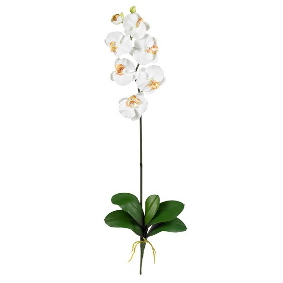 31.5 Phalaenopsis Stem - SKU #2044-MB