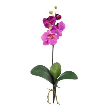 19.5 Mini Phalaenopsis Stem - SKU #2102