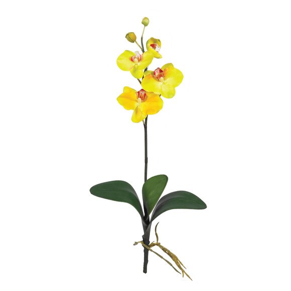 19.5 Mini Phalaenopsis Stem - SKU #2102 - 2