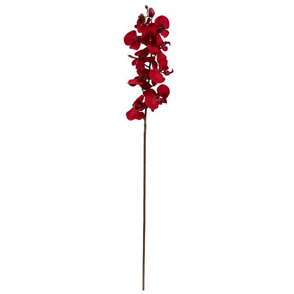 36Christmas Phalaenopsis Stem - SKU #2177