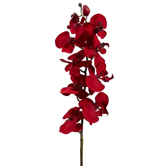 36Christmas Phalaenopsis Stem - SKU #2177 - 1
