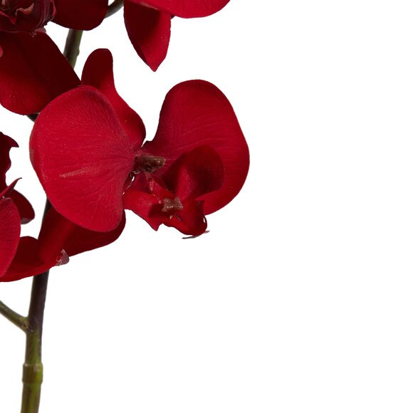 36Christmas Phalaenopsis Stem - SKU #2177 - 2