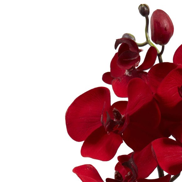 36Christmas Phalaenopsis Stem - SKU #2177 - 3