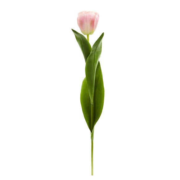 22.5 Tulip Stem - SKU #2193 - 3