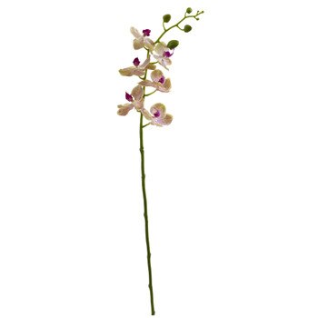 29 Phalaenopsis Stem - SKU #2194-RS