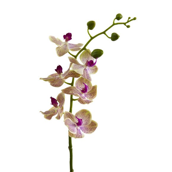 29 Phalaenopsis Stem - SKU #2194-RS - 1