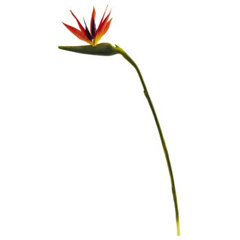 39.5 Bird of Paradise Stem - SKU #2206
