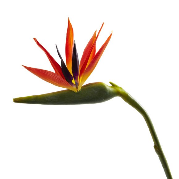 39.5 Bird of Paradise Stem - SKU #2206 - 1