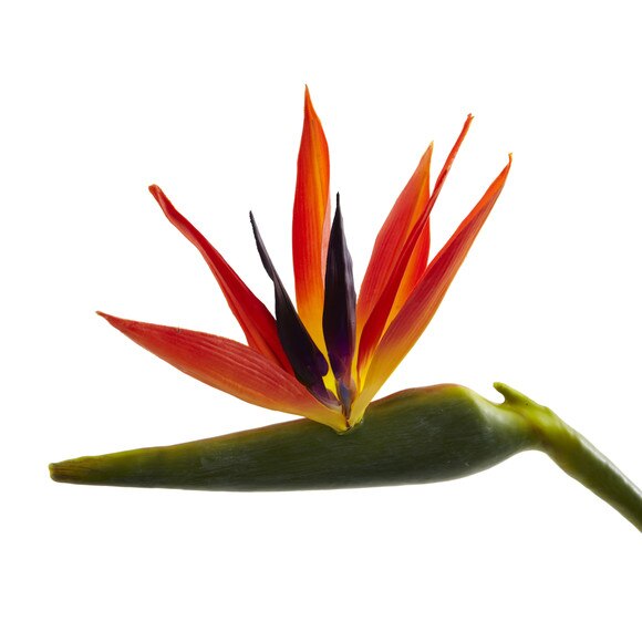 39.5 Bird of Paradise Stem - SKU #2206 - 2