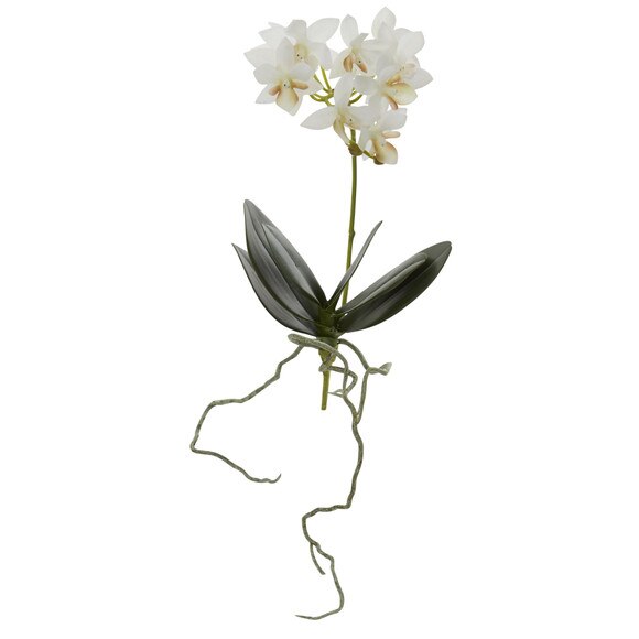 12.5 Mini Phalaenopsis Stem - SKU #2232 - 1