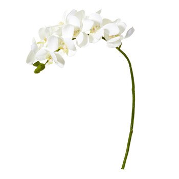 21 Phalaenopsis Orchid Flower - SKU #2268