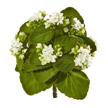 9 Kalanchoe Bush - SKU #2282