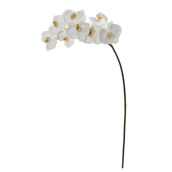 31 Phalaenposis Orchid X 8 Bloom Collection - SKU #2321-WH