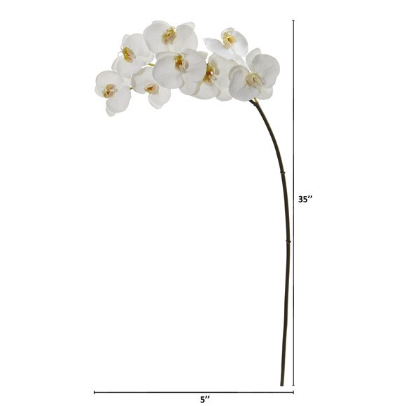 31 Phalaenposis Orchid X 8 Bloom Collection - SKU #2321-WH - 1
