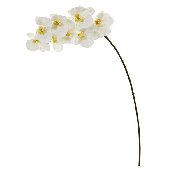 34 Phalaenopsis Orchid X 8 Bloom Collection - SKU #2322-WH