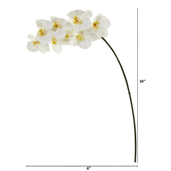 34 Phalaenopsis Orchid X 8 Bloom Collection - SKU #2322-WH - 1