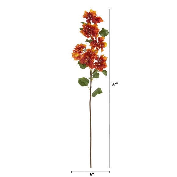 37 Bougainvillea Flower Bloom Collection - SKU #2343 - 3