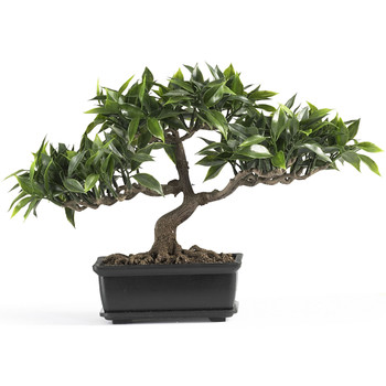 9 Ficus Bonsai - SKU #4111