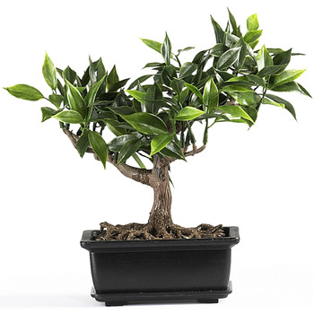 7 Ficus Bonsai - SKU #4114