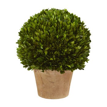 15 Boxwood Ball Preserved Plant in Planter - SKU #4373