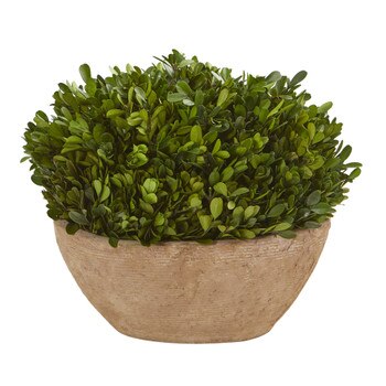 12 Boxwood Preserved Plant in Oval Planter - SKU #4374