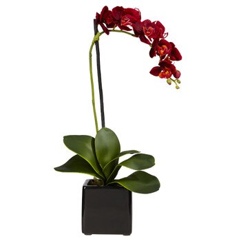 20 Phaleanopsis Orchid w/Black Vase - SKU #4757-WH