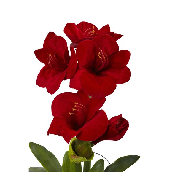 24 Amaryllis w/Vase - SKU #4994 - 3