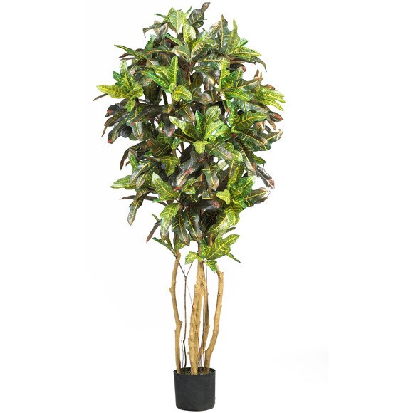 5 Croton Silk Tree - SKU #5180