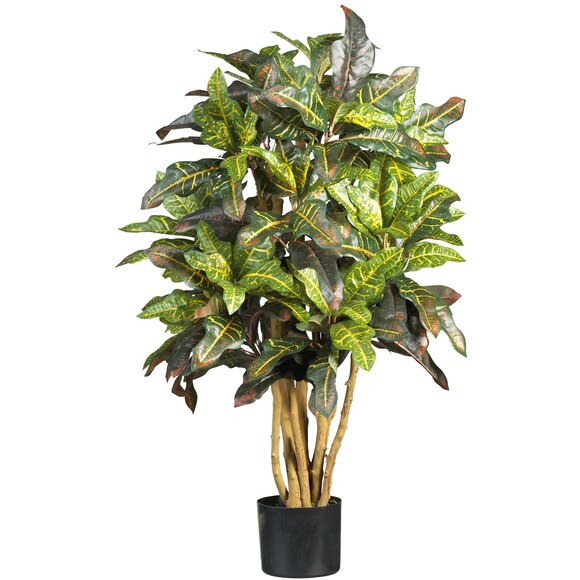 3 Croton Silk Tree - SKU #5182