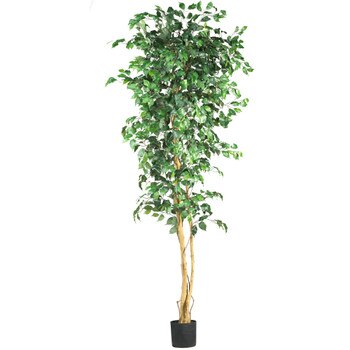 7 Ficus Silk Tree - SKU #5210