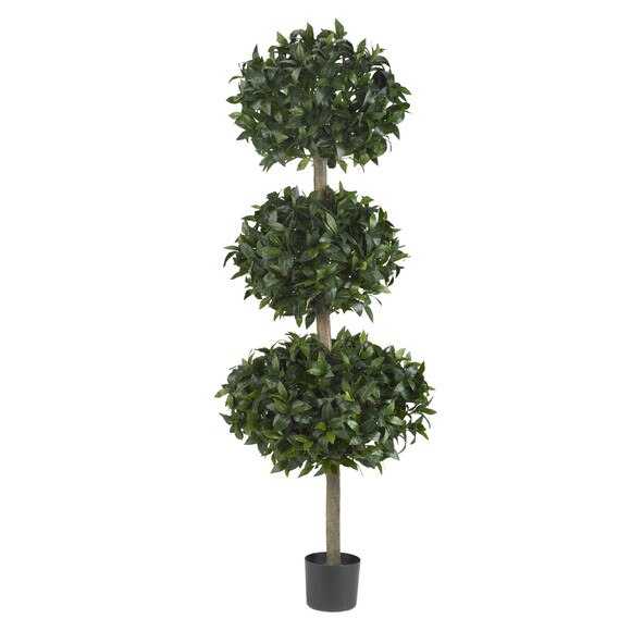 69 Sweet Bay Triple Ball Tree - SKU #5313