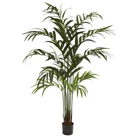 6 Kentia Palm Tree - SKU #5356