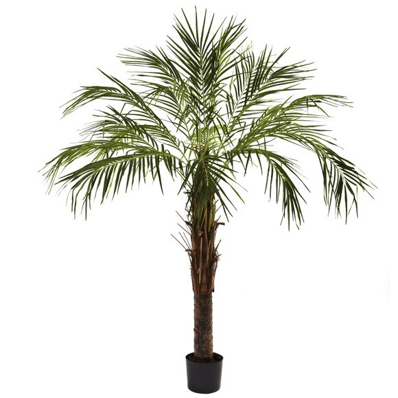 6 Robellini Palm Tree - SKU #5366