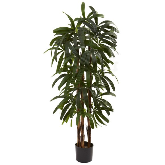 4 Raphis Palm Tree - SKU #5401