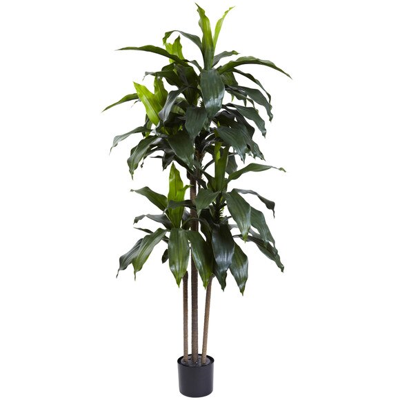 5 Dracaena Plant UV Resistant Indoor/Outdoor - SKU #5446