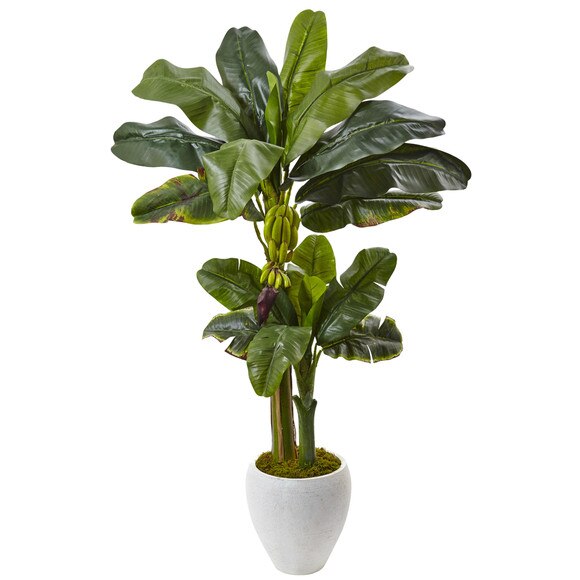 5 Double Stalk Banana Tree in White Planter - SKU #5967