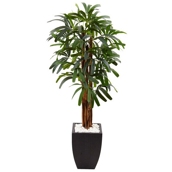 5.5 Raphis Plam Tree in Black Planter - SKU #5982