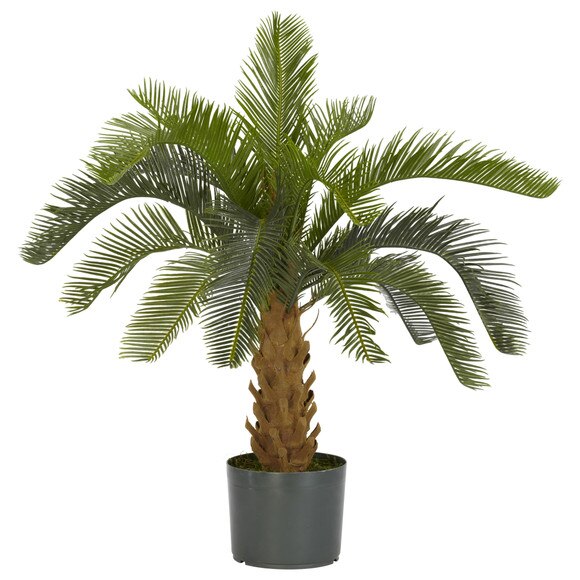 Cycas Silk Plant - SKU #6099