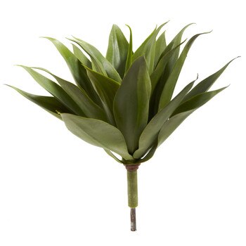 17 Agave Succulent Plant - SKU #6109