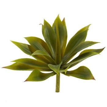 Mini Agave Succulent Plant Set of 12 - SKU #6110