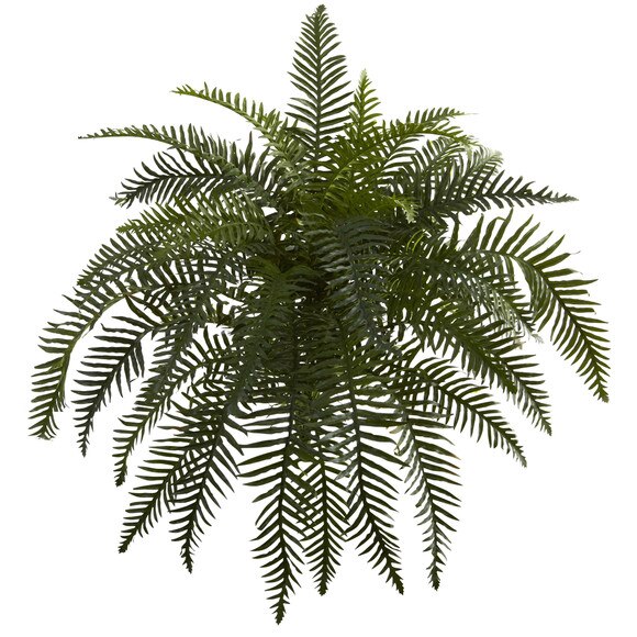 26 River Fern Bush X 6 w/37 Lvs - SKU #6119