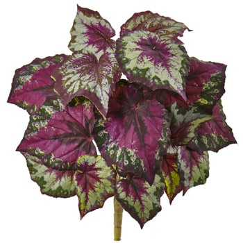 Wax Begonia Bush x 15 - SKU #6146