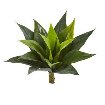 10.5 Agave Bush w/15 Lvs and Shoot - SKU #6209