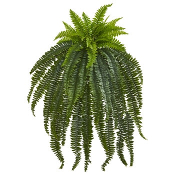 4 Boston Fern Bush w/52 Lvs - SKU #6219