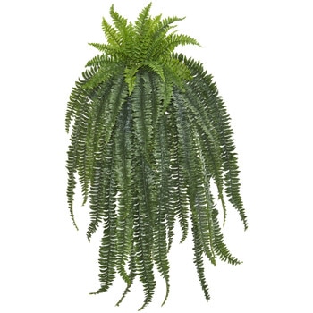 5 Boston Fern Bush w/59 Lvs - SKU #6220