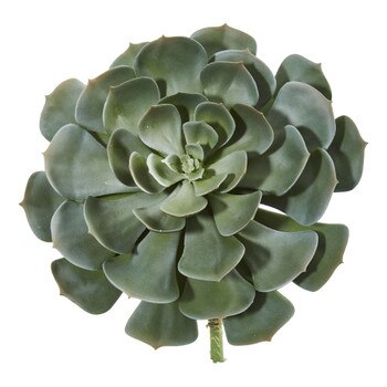 13 Echeveria Succulent - SKU #6243-GR