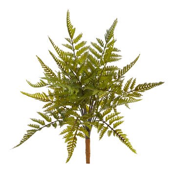 9 Fern Bush - SKU #6269